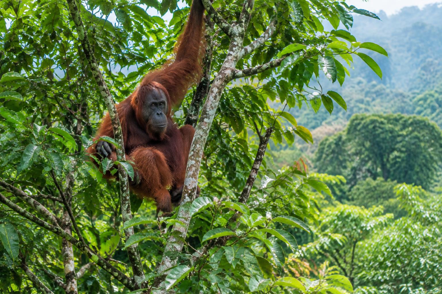 Borneo: orangutans, jungle & Mount Kinabalu