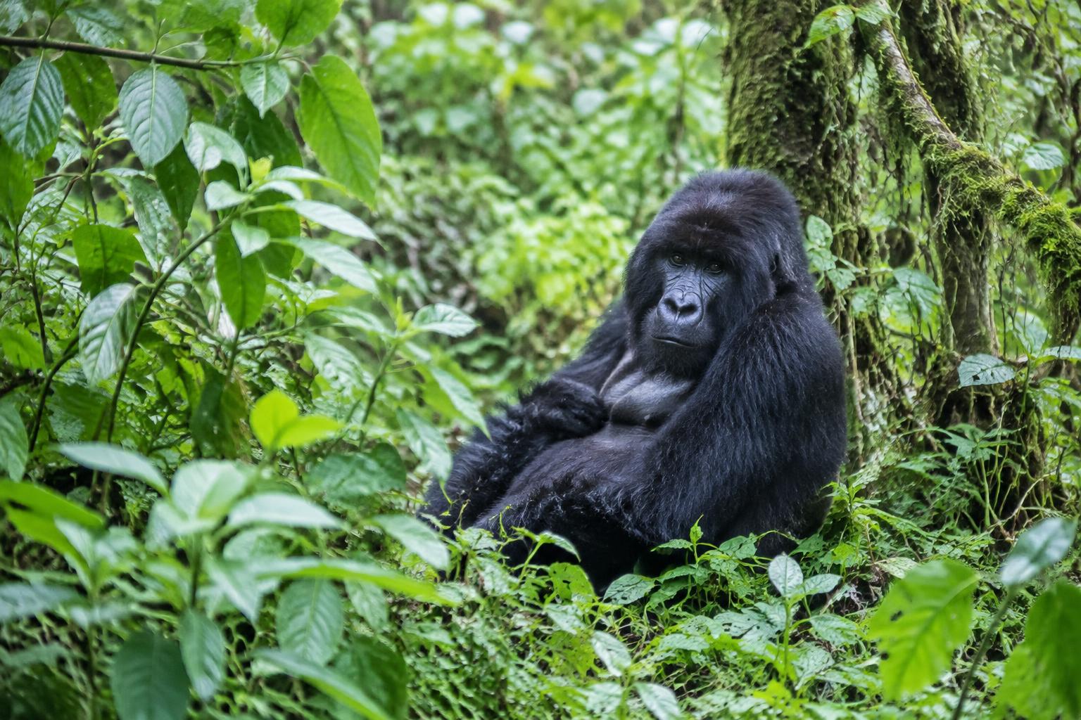 Uganda: safaris, gorillas & Lake Bunyonyi